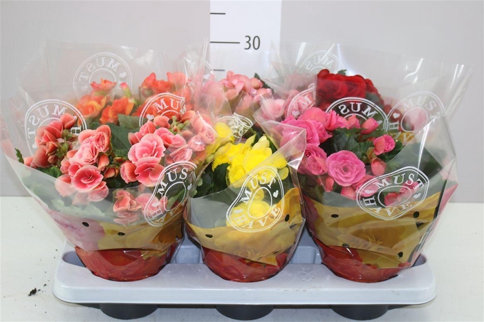 <h4>Begonia Du Gemengd</h4>