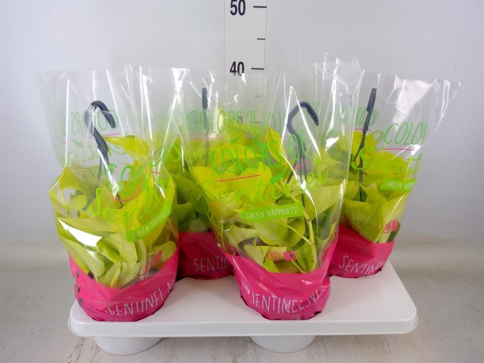 <h4>Epipremnum pinn. 'Golden Pothos' HG</h4>