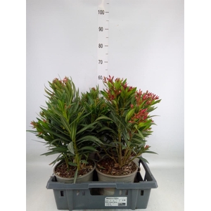 Nerium oleander   ...