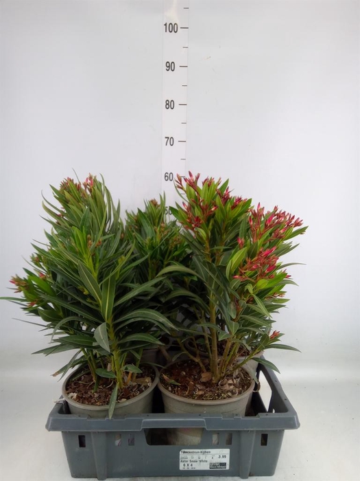 <h4>Nerium oleander   ...</h4>