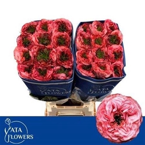 R Gr Mandarin Xpress Ec