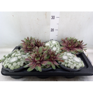Sempervivum   ...mix