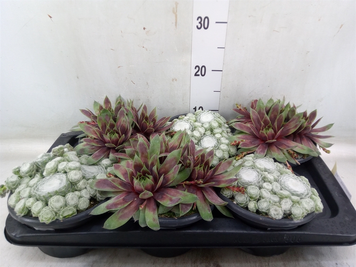 <h4>Sempervivum   ...mix</h4>