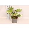 Fatsia spider's Web