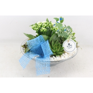 Arr2 Pl - Glas Schaal 23cm Summer