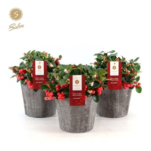 Gaultheria pr. 'Big Berry'® P12 in Wood