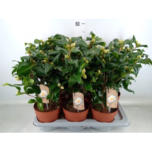 Camellia japonica 'Brushfield Yell'
