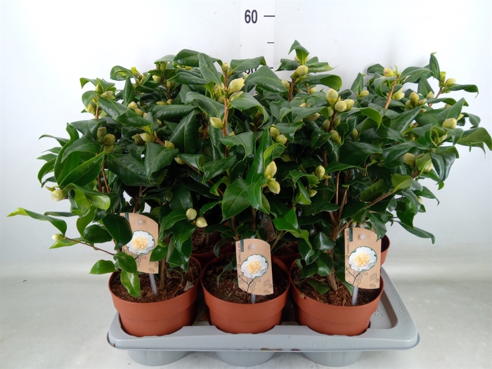 <h4>Camellia japonica 'Brushfield Yell'</h4>