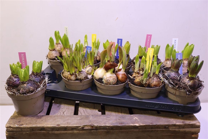 <h4>Bolbloemen Gem</h4>