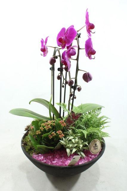 <h4>6787 ROZE EBBI CASCADE</h4>