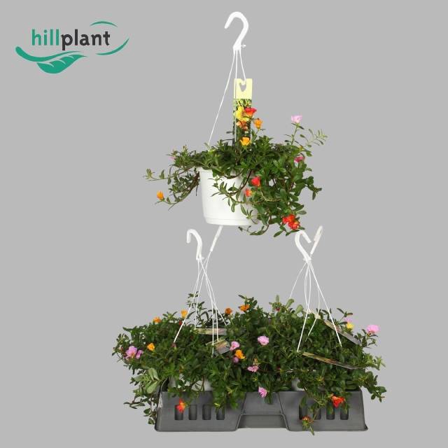 <h4>PORTULACA HANGPOT P17</h4>