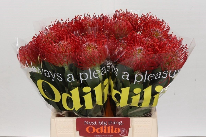 <h4>Nutans Ayoba Red</h4>