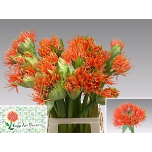 SCAD ORANGE WONDER