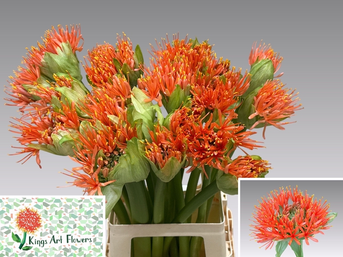 <h4>SCAD ORANGE WONDER</h4>