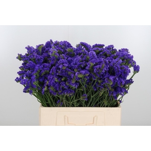 Limonium Crystal Dark Blue