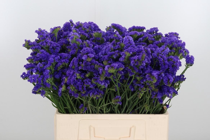 <h4>Limonium Crystal Dark Blue</h4>