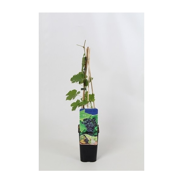 <h4>Vitis 'Marchal foch'</h4>