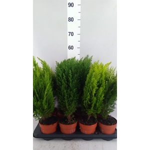 Conifers   ...mix