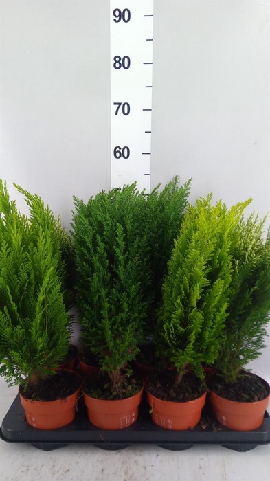 Conifers   ...mix