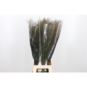 Panicum Warrior