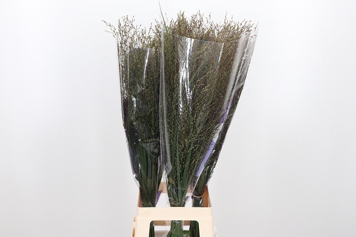 <h4>Panicum Warrior</h4>
