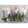 Phal Gem
