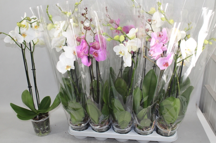 Phal Gem