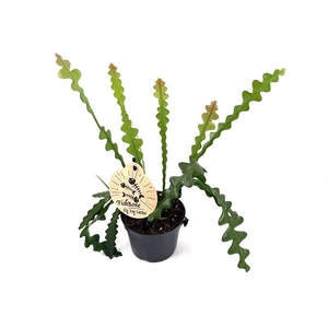 EPIPHYLLUM ANGULIGER P12 FISHBONE