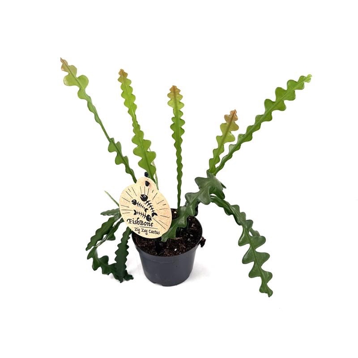 <h4>EPIPHYLLUM ANGULIGER P12 FISHBONE</h4>