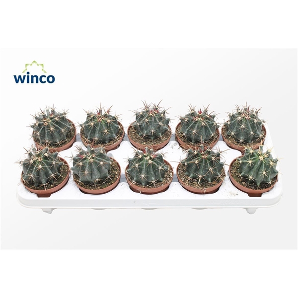 <h4>Ferocactus Horridus</h4>