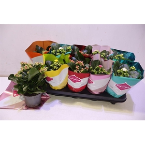 arr8 Kalanchoe Double Deluxe Mix