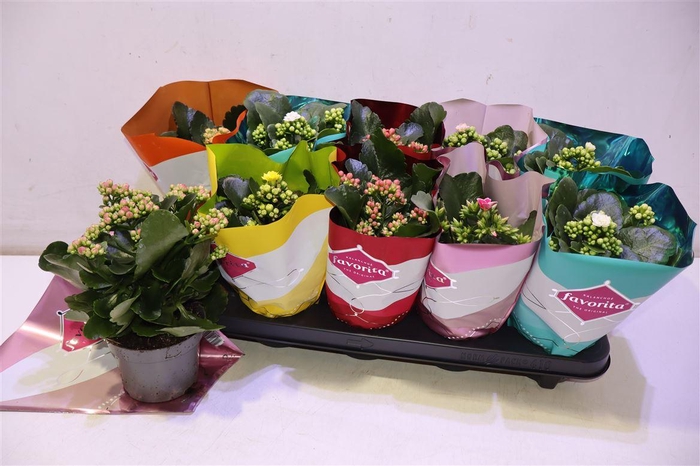<h4>arr8 Kalanchoe Double Deluxe Mix</h4>
