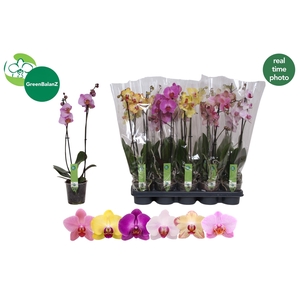 PHAL GEM