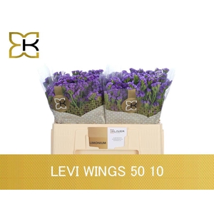 LIM S LEVIS WINGS