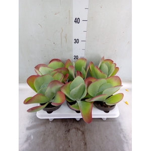 Kalanchoe NF thyrsiflora