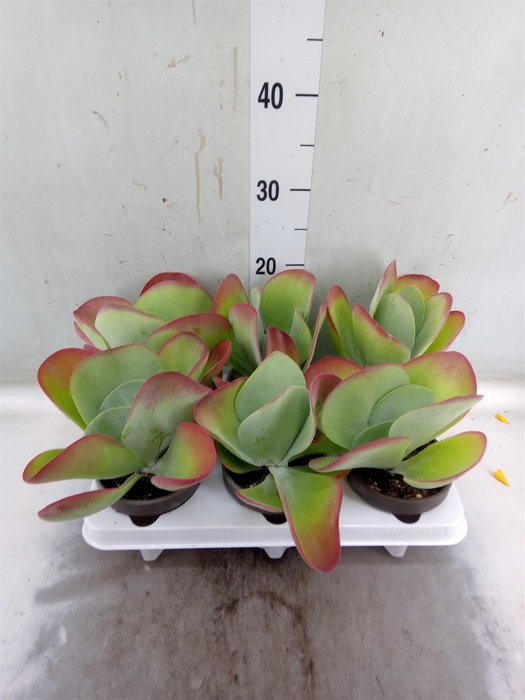 <h4>Kalanchoe NF thyrsiflora</h4>