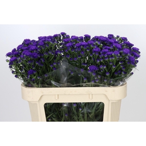 Aster Dark Rose