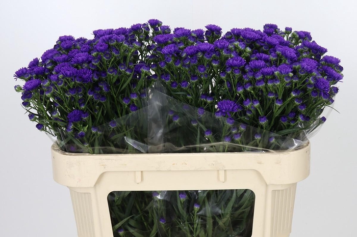 <h4>Aster Dark Rose</h4>