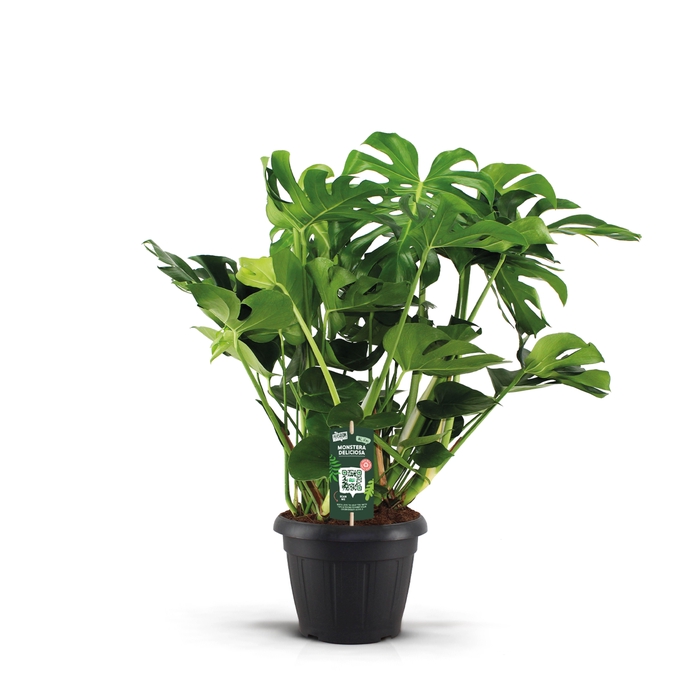 <h4>Monstera Deliciosa 35</h4>