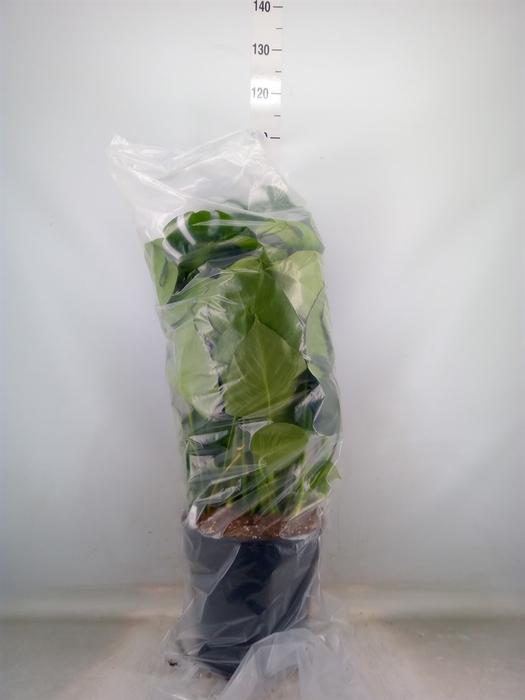 <h4>Monstera delic.</h4>