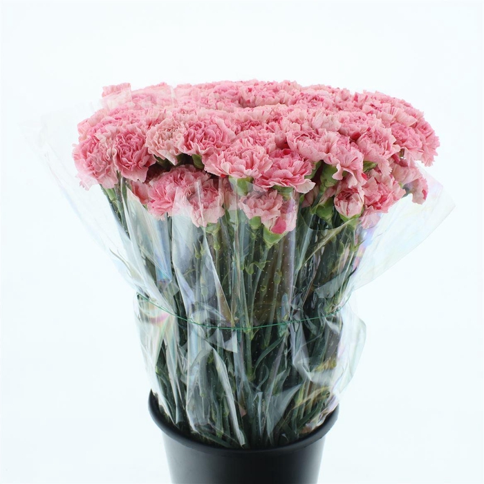 <h4>Di St Lamoira Fiesta</h4>