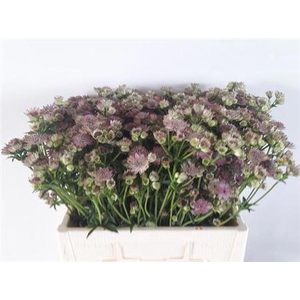 Astrantia Major Ov