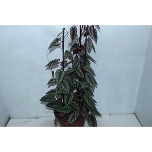 CISSUS JAVANA P24