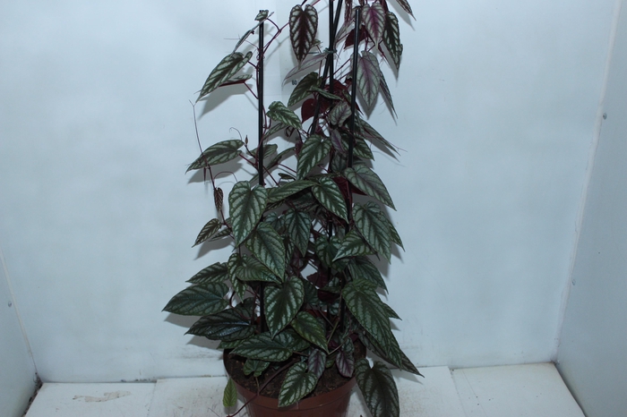 <h4>CISSUS JAVANA P24</h4>
