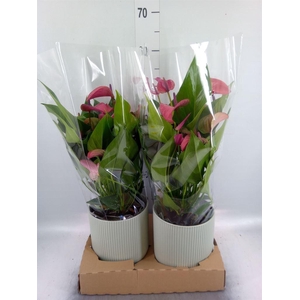 Anthurium andr. 'Pure Purple'