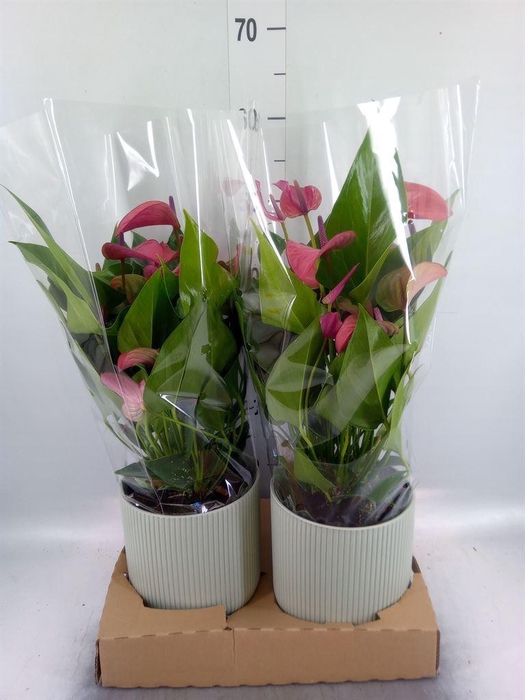 <h4>Anthurium andr. 'Pure Purple'</h4>