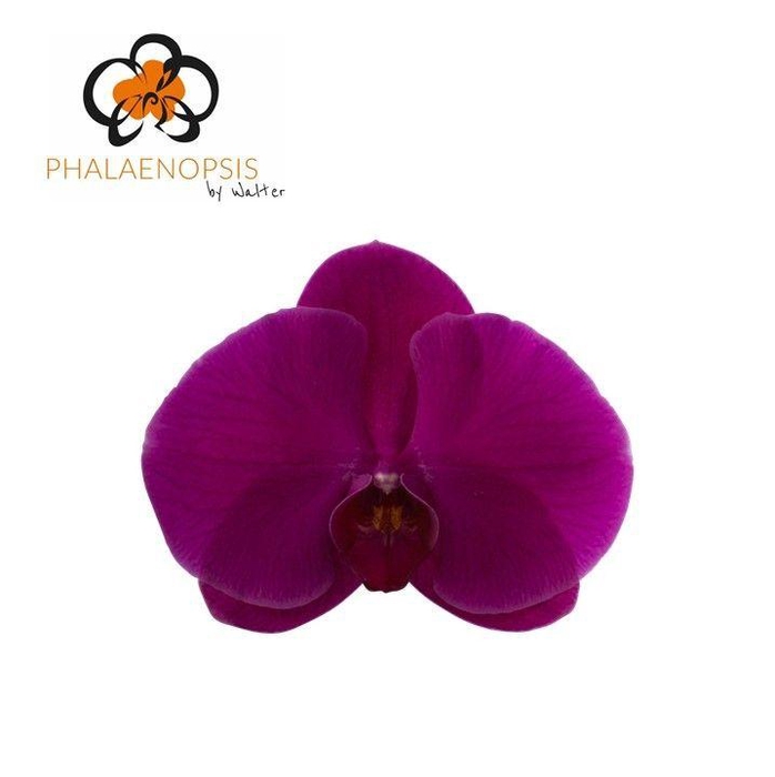 <h4>Phal Purple Haze x 25</h4>