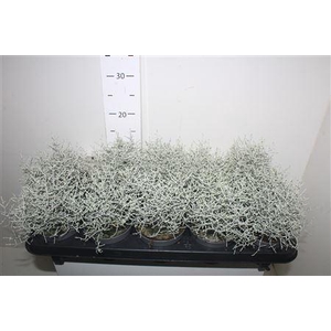 Leucoph Brownii