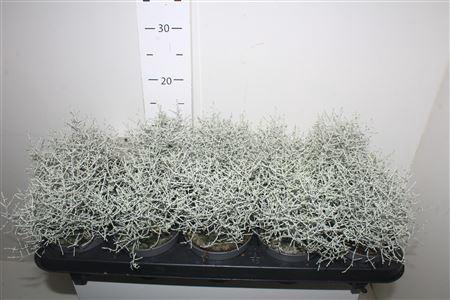 <h4>Leucoph Brownii</h4>