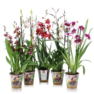 Inca Orchid mix 3 spike in Jungle cover